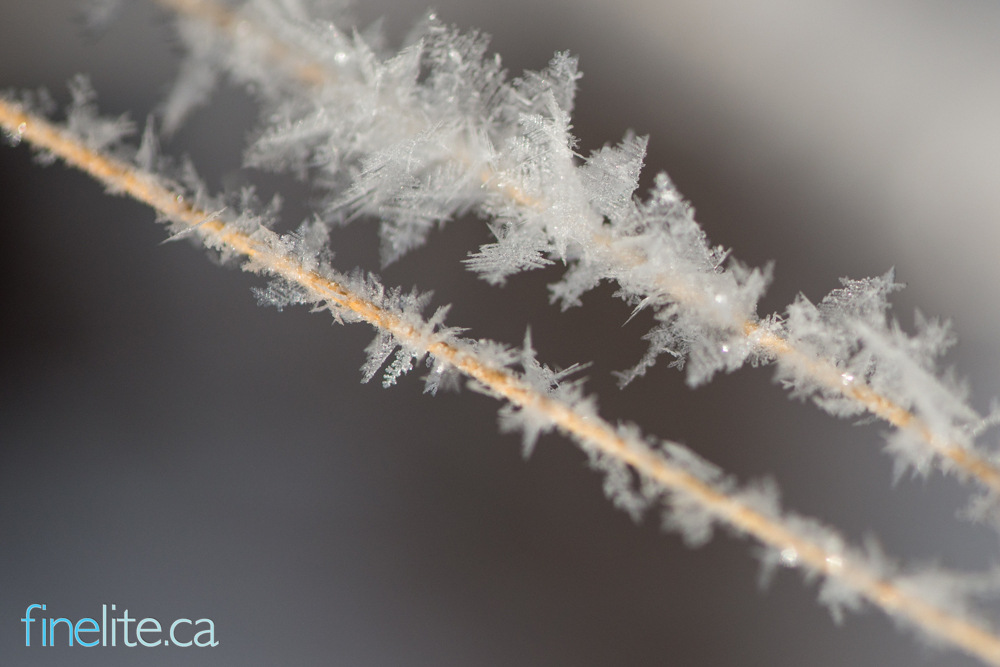 Frosty morning